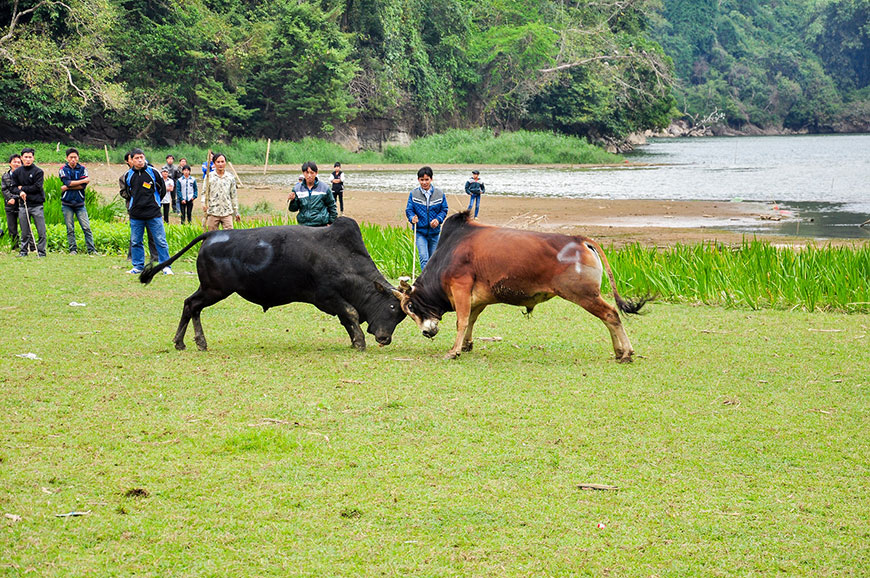 Trọi bò trong ngày hội